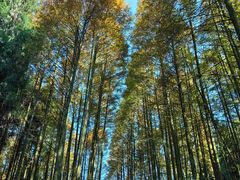 -山王坪喀斯特国家生态公园