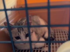 -瑞派福兴宠物医院犬猫全科·骨科·中西医结合(河东店)