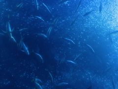 -珠海长隆海洋王国