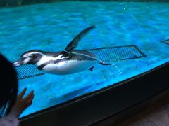 -迪拜水族馆及水下动物园