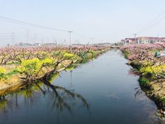 -南汇水蜜桃采摘(大团店)