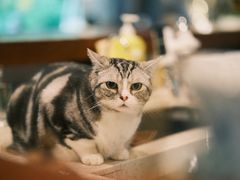 -咖法森林·咖啡  酒吧(天河店)