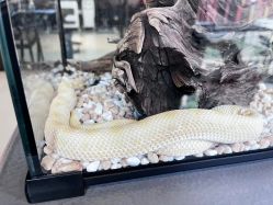 -周忆刺青原创设计定制