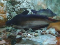 -东方巨龟苑景区