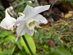 -莫里热带雨林景区