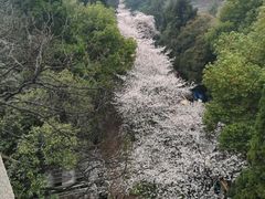 -武汉大学-樱园