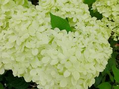 -双季花艺园艺市场(浦东店)