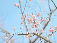 -梅花山(明孝陵内)