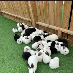 -萌宠亲子动物乐园(槐房万达店)