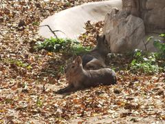 -石家庄市动物园