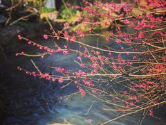 -杭州植物园