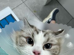 -达爱动物医院·犬猫分区·CT·复杂眼科(远洋山水分院)
