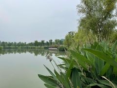 -九科绿洲