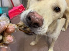 -田螺姑娘炸鸭爪(炭步店)