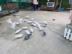 -史努比缤纷世界