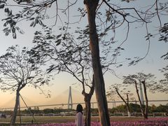 -芒洲湿地公园
