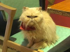 -猫色咖啡·猫咖