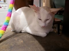 -猫小院猫主题餐厅(三里屯店)