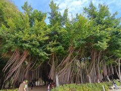 -深圳湾公园(南山区)