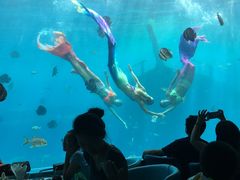 -瑞德姆美人鱼海底演艺主题餐厅(亚龙湾店)