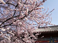 -桃花堤公园