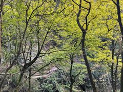 -缙云山景区