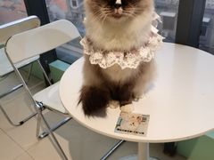 -怪兽屋·羊驼·猫咖·狗咖(俊华广场店)