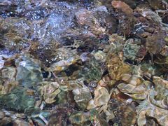 -聚盛源蒸汽海鲜火锅烤肉自助(巨川金海岸购物广场店)