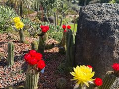 -墨尔本皇家植物园