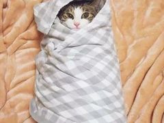 -瑞鹏宠物医院犬猫全科(真大分院)