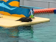 -秦皇岛乐岛海洋王国