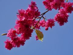 -天适樱花悠乐园