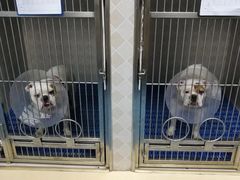 -芭比堂动物医院·犬猫全科·异宠专科(雁塔分院)