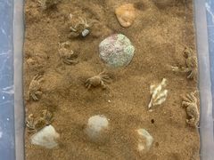 -日照海滨国家森林公园