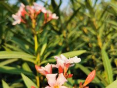 -广西壮族自治区药用植物园