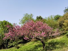 -石家庄市植物园