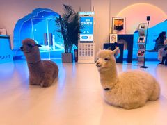 -Blue Concept Cafe&Farm·關於藍