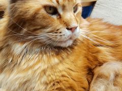 -藏猫猫咖啡主题馆(中央大道店)