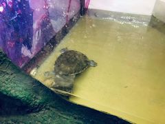 -上海大自然野生昆虫馆(东方明珠·爬宠昆虫探索中心)