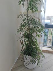 -HEYAN荷妍专业脱毛连锁机构