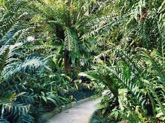 -深圳仙湖植物园