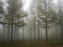 -塞罕坝国家级自然保护区