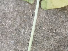 -那达慕蒙古风味酒楼