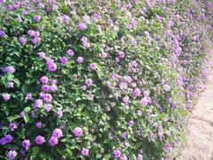 -胡里山炮台