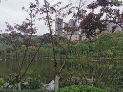 -重庆彩云湖湿地公园