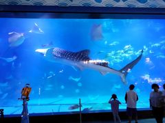 -烟台海昌鲸鲨海洋公园