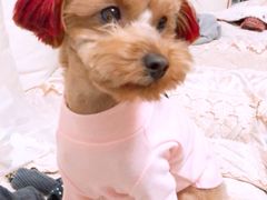 -宠屋宠物美容店
