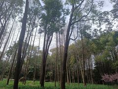 -上海滨江森林公园