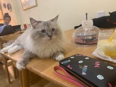 -滚猫咖啡·猫咖·猫友好撸猫(未来城店)