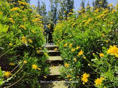 -紫颐香薰山谷景区